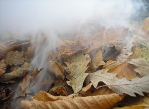 Catalytic converter leaf fires
